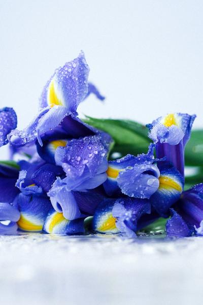 Aliona Gumeniuk 1620ryafv7e Unsplash