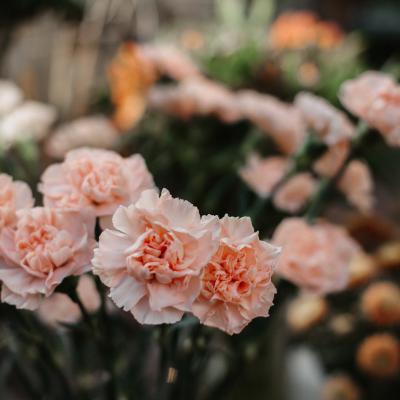 Lena Mytchyk Cx8ncbplzim Unsplash