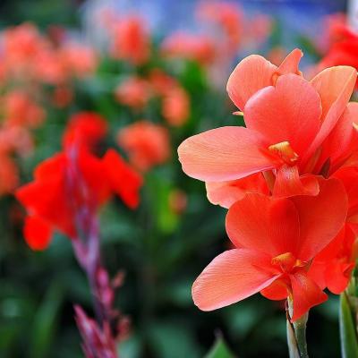 Summer Gdaccfc1b2 1280